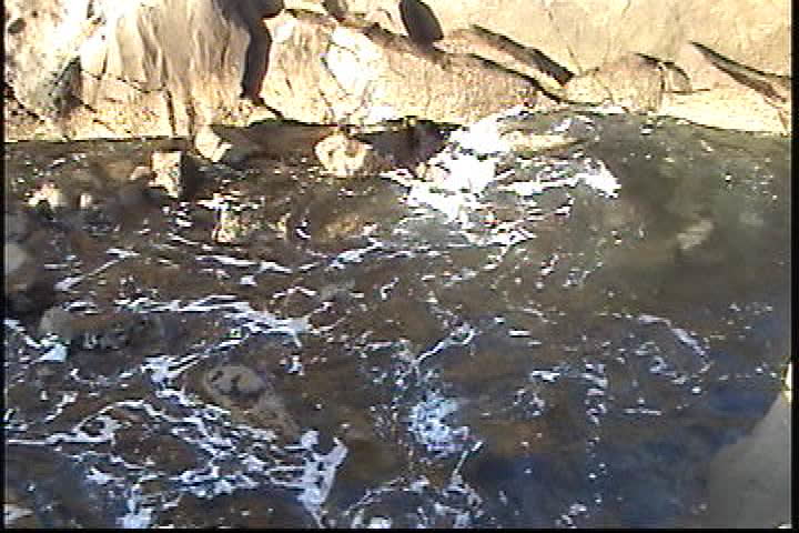 Wave in the tidepools