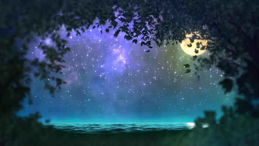 Night forest loop