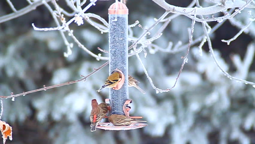 song birds singing