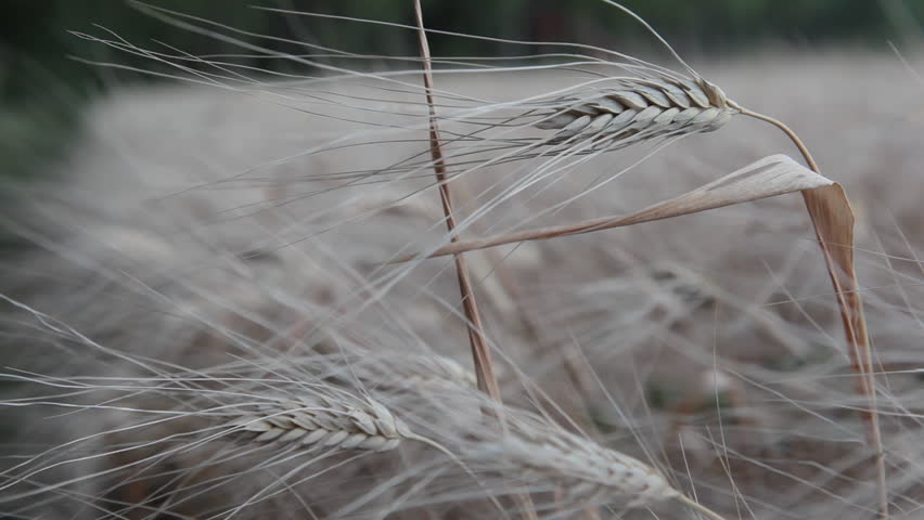 HD footage of ears of ripe barley ready for harvest growing in a farm field 