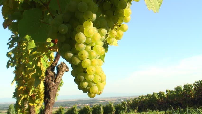 HD 1080i: Sunny cluster of green grapes on vine with vineyards and landscape in the background. Tripod.