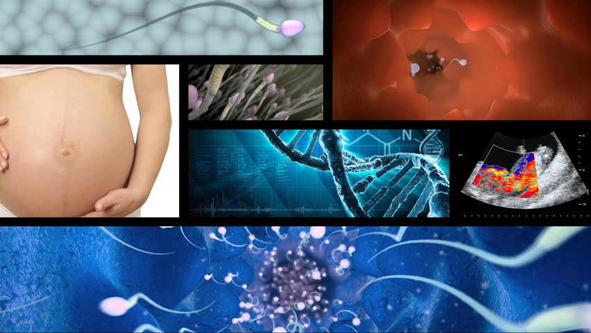 Collage of footage related to pregnancy and reproduction. Seamless loop. 