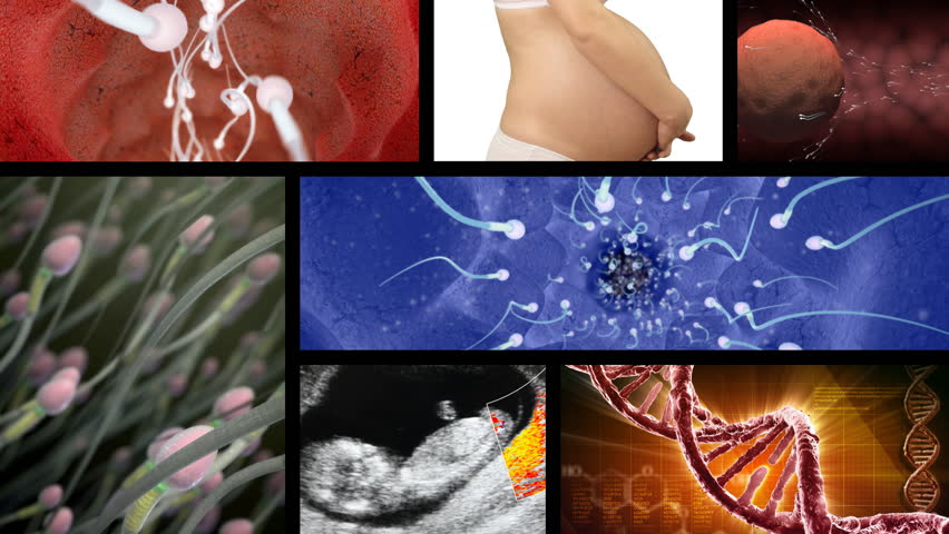 Collage of footage related to pregnancy and reproduction. Seamless loop. 