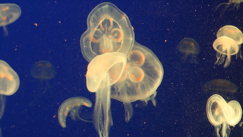 Jellyfishes under fluorescent light at an ocenarium; Sentosa, Singapore (Can. 7D). 