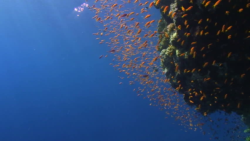 A school of Lyretail anthias (Pseudanthias squamipinnis) close to a coral reef overhang, with blue background and sunrays. Red Sea, Egypt.