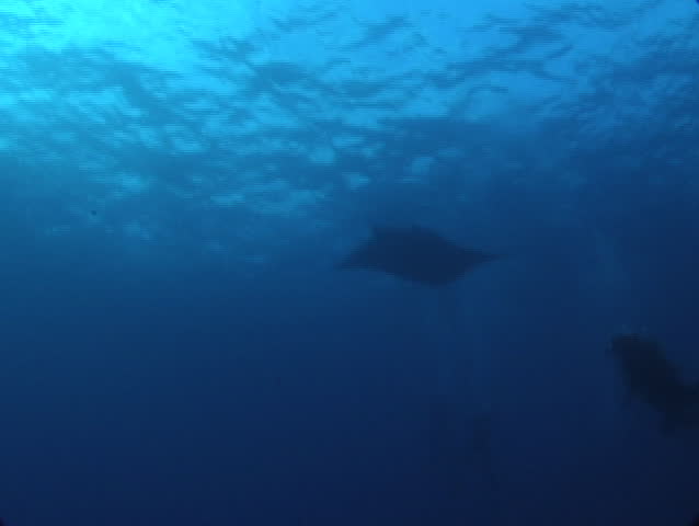 Manta Ray Gliding over Scuba Diver