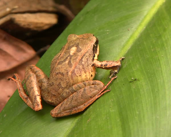 Cloudforest whipsnake (Chironius monticola) looking at a frog