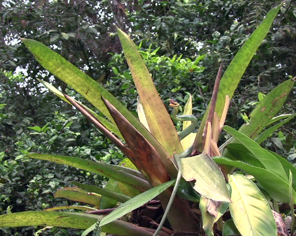 Cloudforest whipsnake (Chironius monticola) 