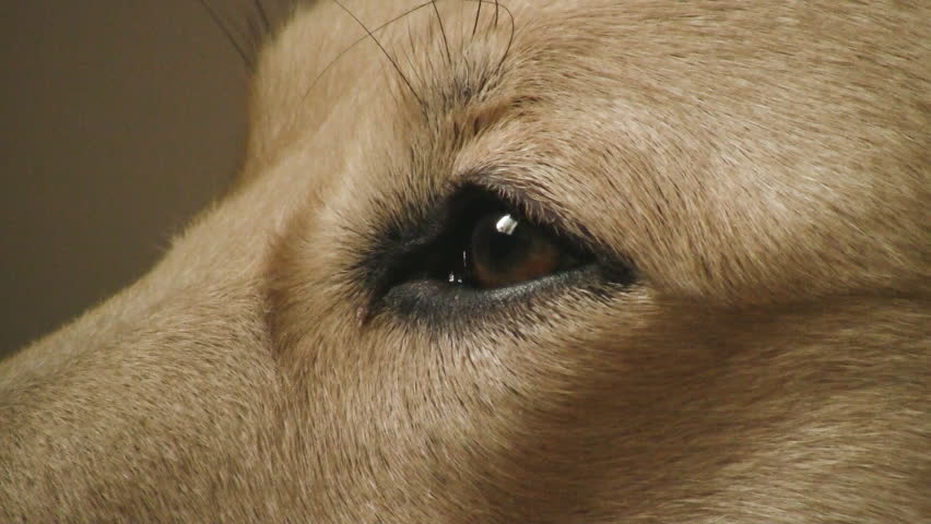 dogs eye closeup