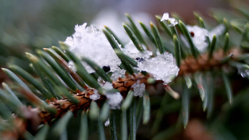 Melting snow on a fir in spring