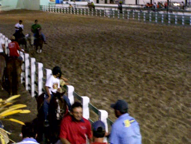 Vaquejada, cruel sport in Brazil