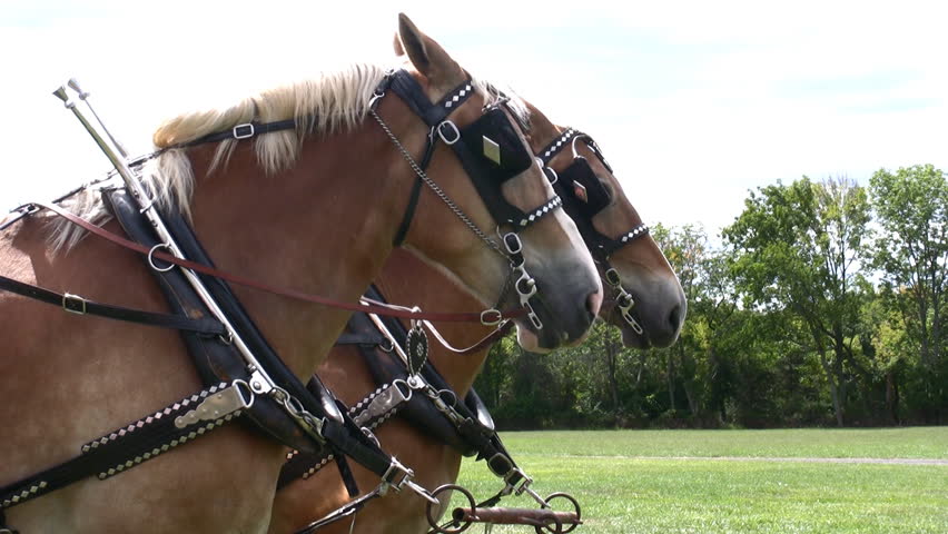HD two Belgian Draft horses decorated in medieval dress 