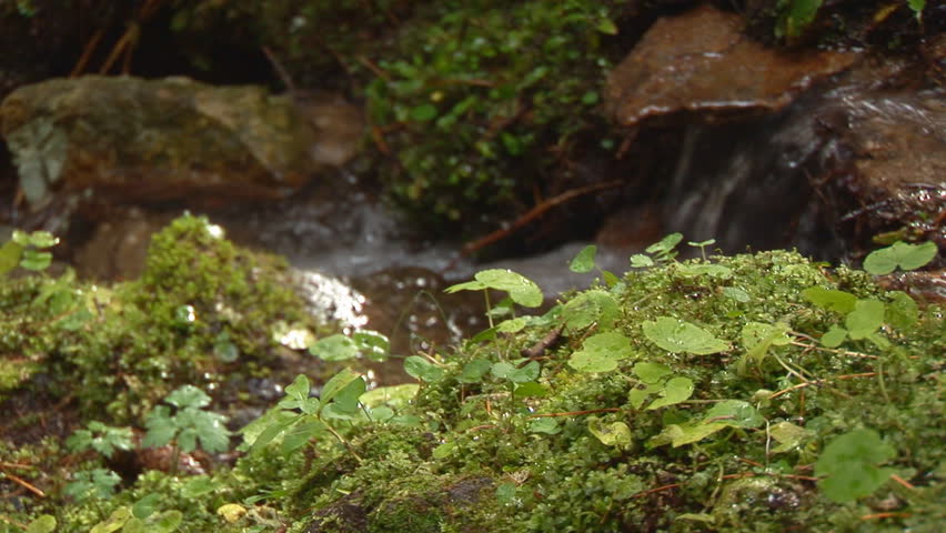 moss in front of small stream