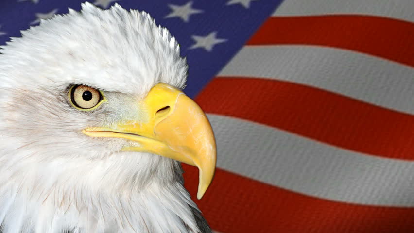 Eagle with a flag back drop