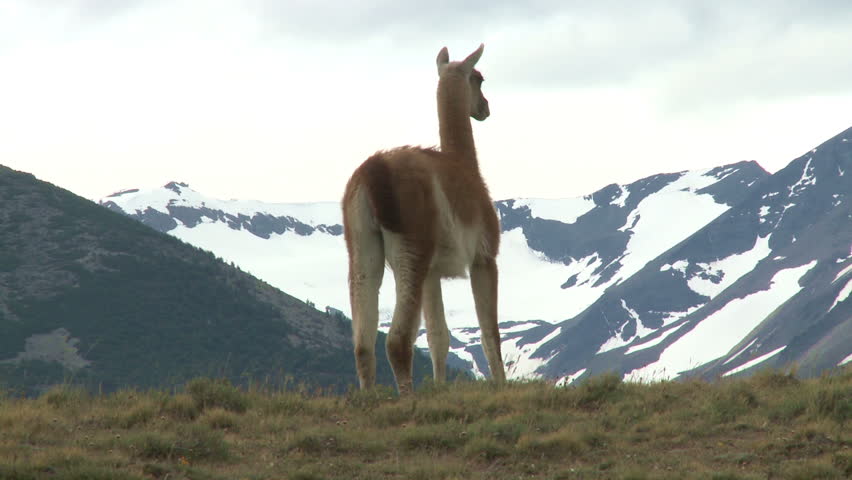 Chilean alpaca. Wildlife of Andes 