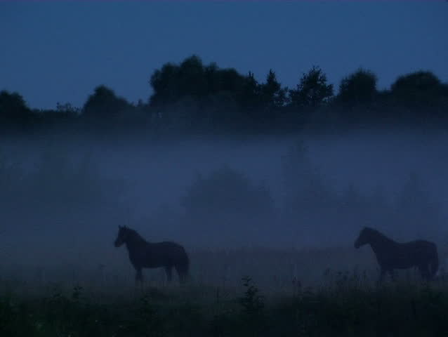 Horses in a fog