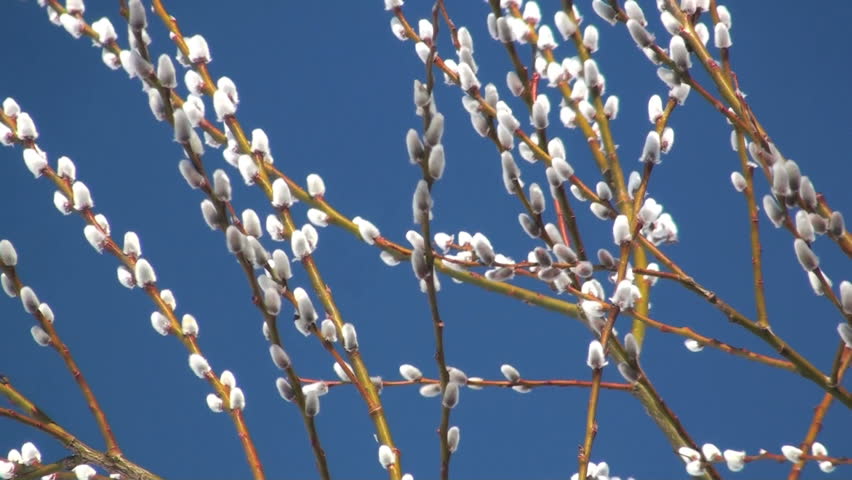 pussy willow/catkin in front of blue sky