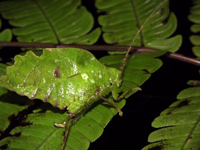 Leaf mimic katydid, in rainforest, Ecuador