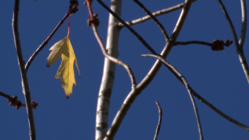 A single yellowed leaf hangs from an otherwise barren tree, in Autumn.
