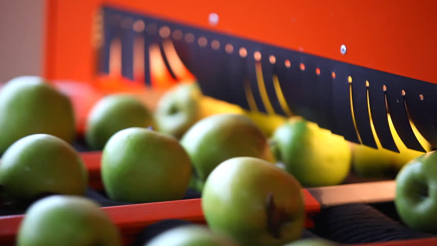 sorting apples