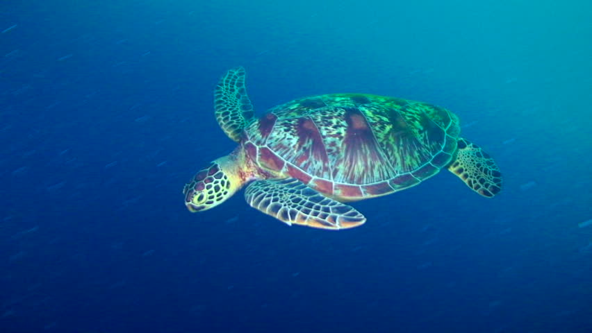 Green sea turtle, the Hawksbill Turtle swimming in Palau, Micronesia