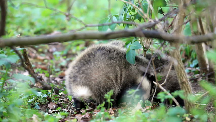 badger