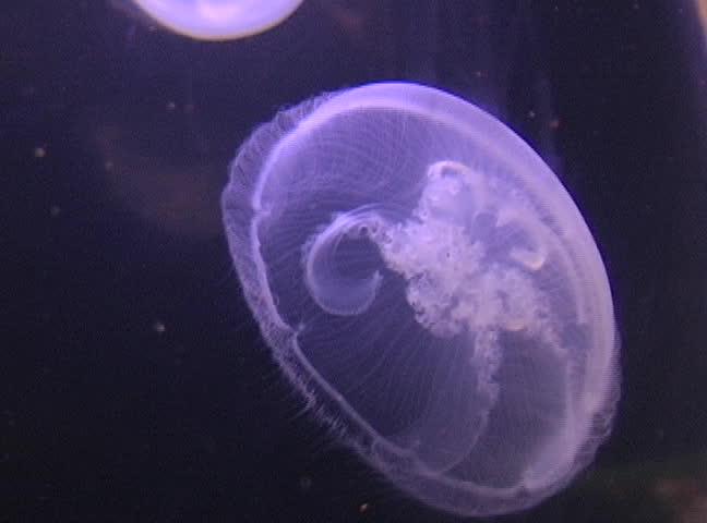 Moon Jelly Aurelia aurita, NTSC