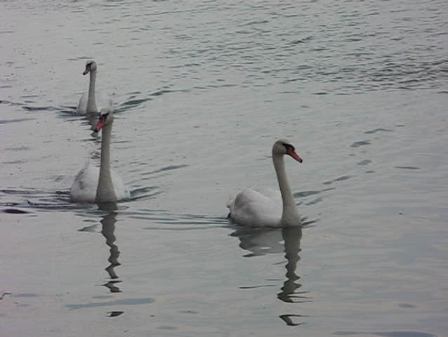 swans inside water