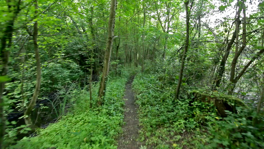 point of view of walk in forest and swamp area 