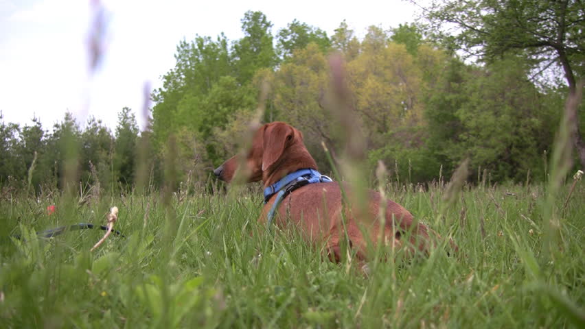 Zooming in on a miniature Dachshund lying in the tall grass, alert and on the lookout for trouble.  Shot is taken from the dog's point of view, from behind him.