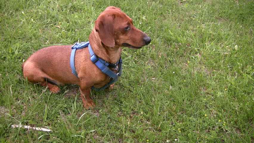 An alert miniature Dachshund dog sitting in the grass, paying close attention to its surroundings.