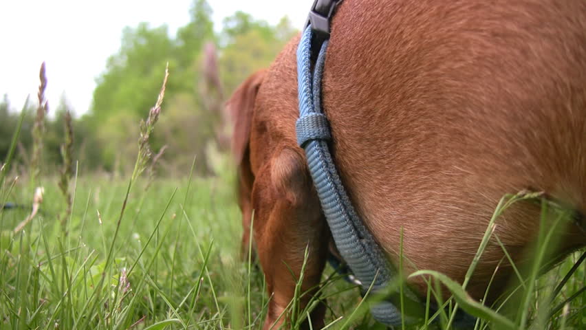 A closeup of a miniature Dachshund dog, taken at his level, as he moves through the scene from behind the camera, eventually coming to rest, flopping his hind legs down to relax.