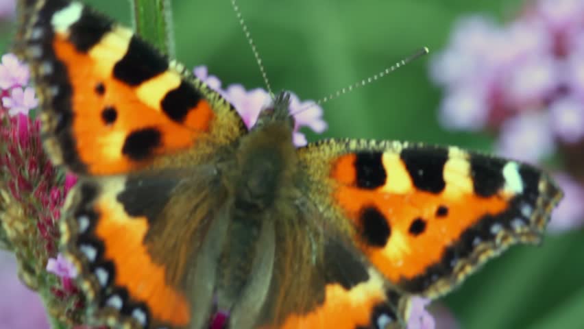 orange-black butterfly creeps on inflorescence small white flowers 
