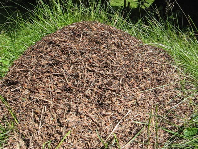 Anthill