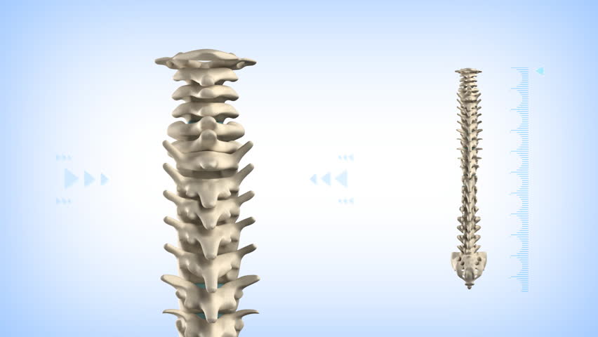 Rotating human spine with discs in loop 