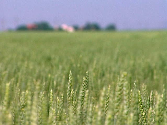 Growing wheat in the wind at spring - Rack Focus