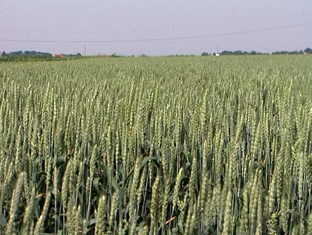 Stalks of Green Wheat Blowing in the Wind