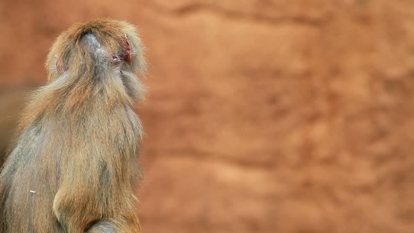 baboon