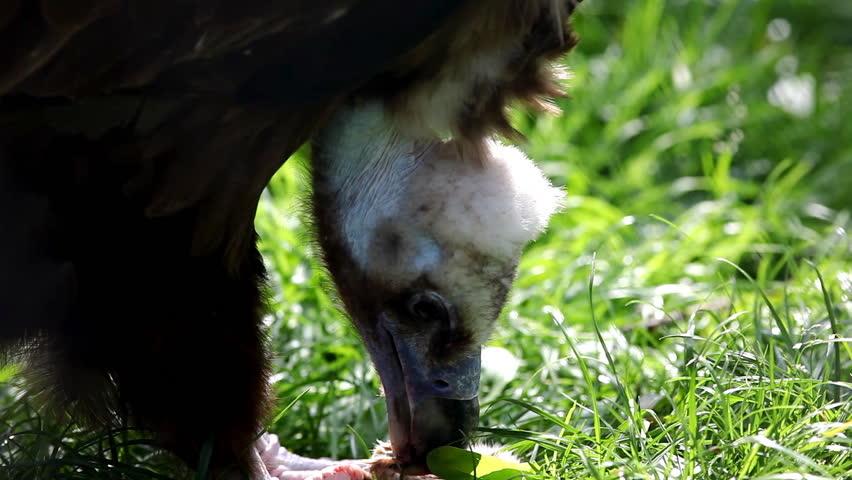 black vulture eat meat