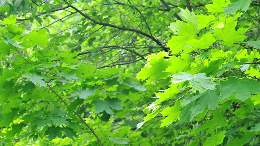 Beautiful maple leaves swaying in the wind in the warm summer weather.