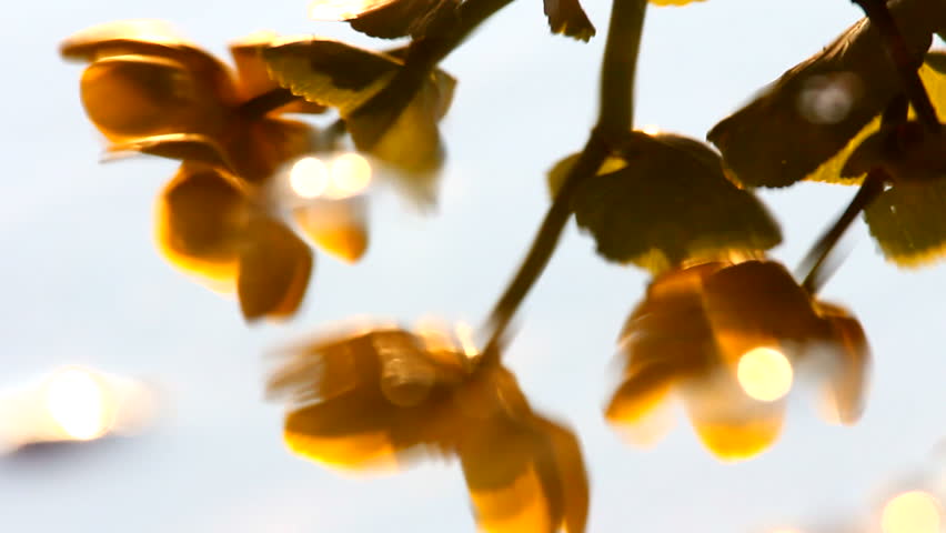 Flowers, reflexion in water