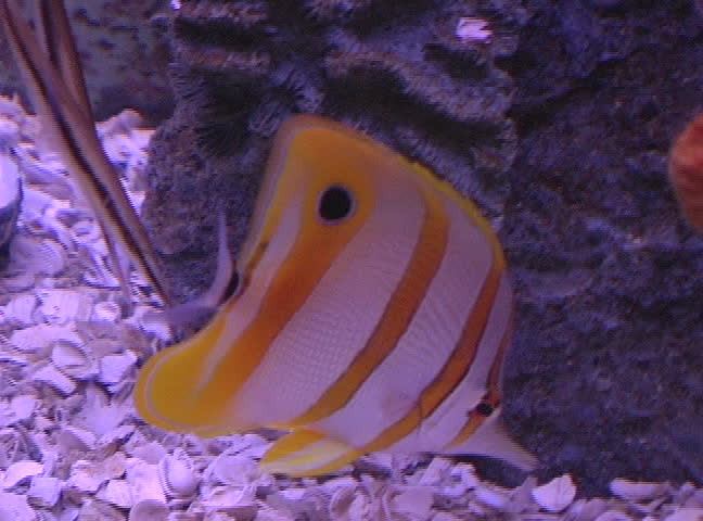Long-nose Butterflyfish Forcipiger longirostris, NTSC