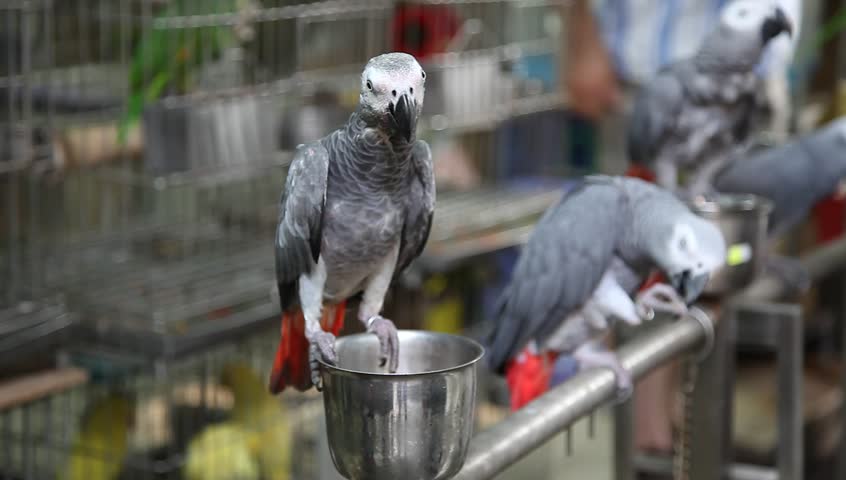 HONG KONG, SAR - MAY 20: Songbird owners, carrying their beloved pets around in intricately carved cages, gather in HK bird market to find mates for their pets and buy paraphernalia, HK, May 20, 2010