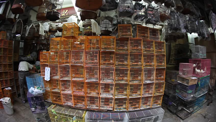 HONG KONG, SAR - MAY 20: Songbird owners, carrying their beloved pets around in intricately carved cages, gather in HK bird market to find mates for their pets and buy paraphernalia, HK, May 20, 2010