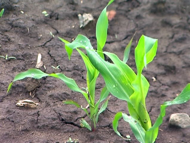 Raindrops on leaves of young corn in breeze - close up