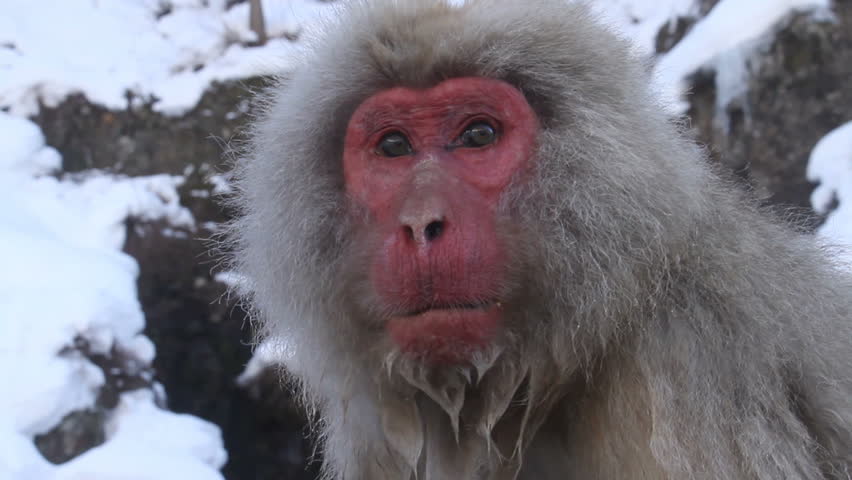 snow monkeys snuggling together in snow, close-up 
