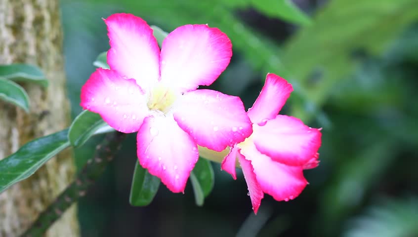 Header of Adenium
