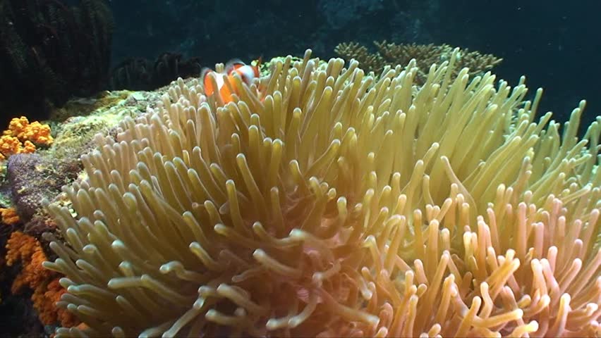 False clown fish in its anemone
