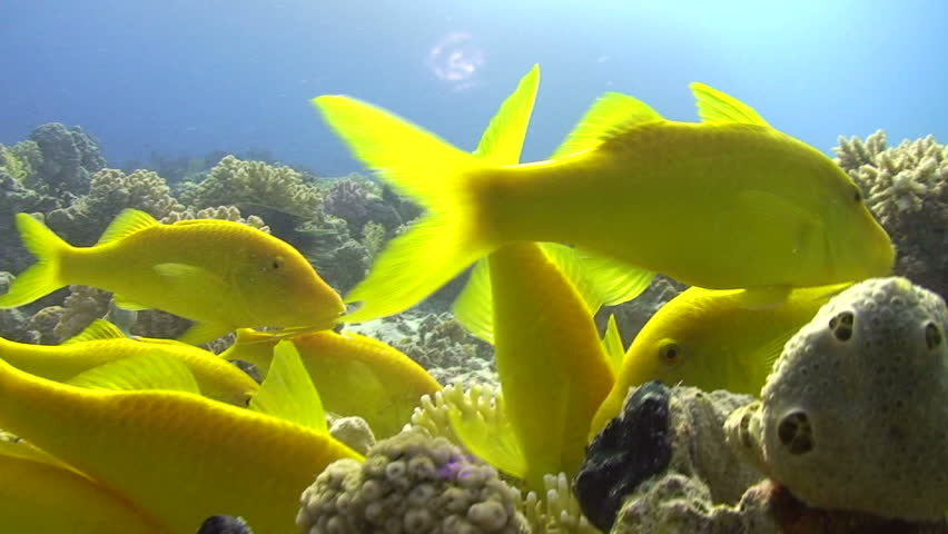 Yellow saddle goat fish (Parupeneus cyclostomus) Close up of a small school, foraging in coral reef. Red Sea, Egypt. MORE INFO: Handheld static shot.
