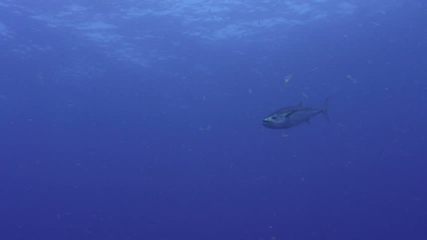 Dogtooth tuna (Gymnosarda unicolor), pan to fish swimming out of frame.